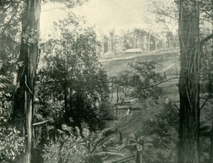 Scène à Upper Gembrook, Victoria, 1901 - Unbekannt