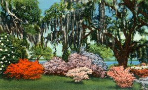Scène dans les Jardins de Belle Isle, près de Georgetown, S.C., 1942 - Unbekannt