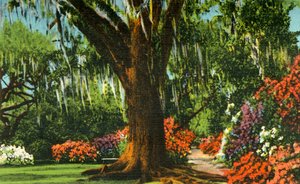 Scène dans les jardins de Magnolia, près de Charleston, S.C. - Unbekannt