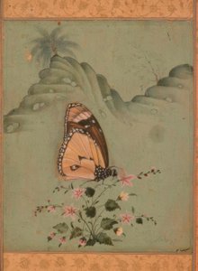 Papillon / miniature indienne / XVIIe siècle
