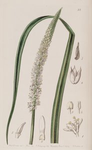 Schoenocaulon officinale - Unbekannt