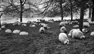 Moutons écossais près de la Serpentine, Hyde Park, Londres, 1926-1927