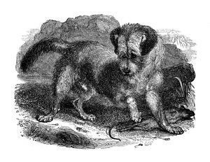 Terrier écossais, 1848 - Unbekannt