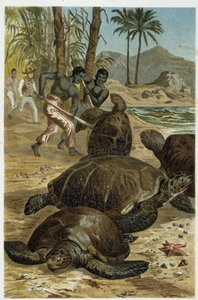 Tortues marines tuées sur les côtes africaines - dans "La Vita degli animali" par A.E. Brehm, Turin