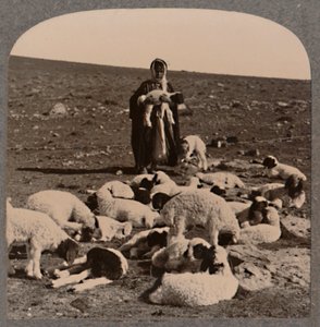 Berger et troupeau, vers 1900