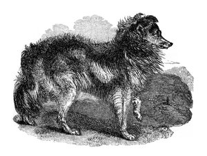 Chien de berger, 1848