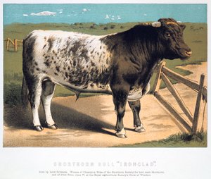 Taureau Shorthorn Ironclad - Unbekannt