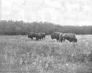 Silver Heights, Winnipeg, Canada, vers 1900 - Unbekannt