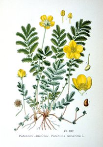 Potentille, 1893 - Unbekannt