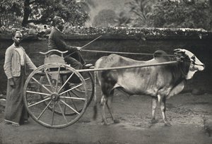 Chariot zébu singhalais, 1926 - Unbekannt