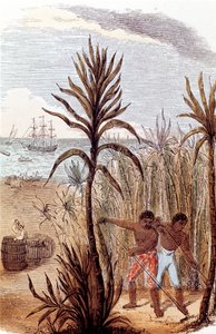 Esclaves cultivant la canne à sucre aux Antilles - Unbekannt