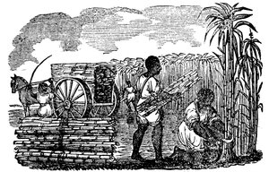 Esclaves récoltant la canne à sucre en Louisiane, 1833