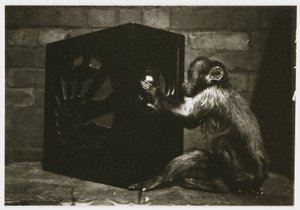 Petit singe jouant avec les cadrans d
