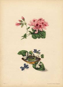 Le Géranium de Smith, Préférence ; La douce fleur violette et blanche, Pureté de sentiment, candeur, modestie et innocence - Unbekannt