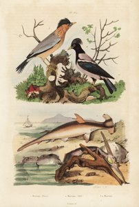 Requin-marteau lisse, huître-marteau, martin brahmane et étourneau roselin
