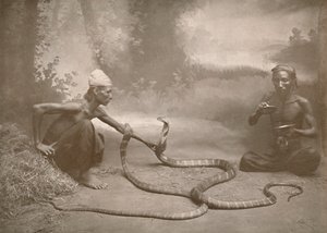 Charmeurs de serpents avec hamadryades Kuy Cobras, 1900 - Unbekannt