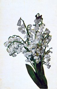 Perce-neige, carte postale de fleurs française, vers 1900 - Unbekannt