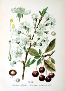 Griotte, 1893