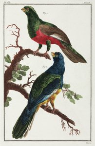 Oiseaux d