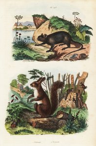 Rat arboricole épineux, Echimys chrysurus 1, et écureuil roux eurasien, Sciurus vulgaris 2 - Unbekannt