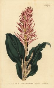 Stenorrhynchos speciosum - Unbekannt