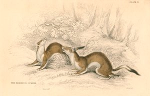 Hermine Mustela erminea, membre de la famille des belettes, 1828