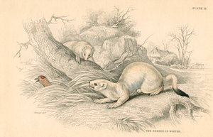 Hermine Mustela erminea, membre de la famille des belettes, 1828 - Unbekannt