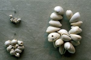 Chaînes de coquillages de cauris - Unbekannt