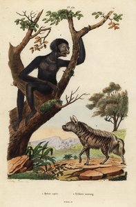 Hyène rayée, Hyaena hyaena, et gibbon, Symphalangus syndactylus, en danger - Unbekannt