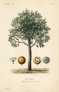 Noix vomique