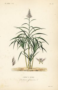 Canne à sucre, Saccharum officinarum, Canne à sucre - Unbekannt