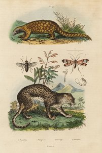 Pangolin de Sunda, Manis javanica, en danger critique, léopard, Panthera pardus, taon, Tabanus rostratus, mouche scorpion, Panorpa communis