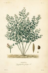 Fabagelle, Zygophyllum fabago, Fabagelle - Unbekannt