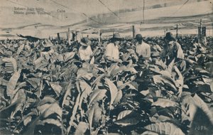 Tabac sous ombrage. Tabac cultivé à l