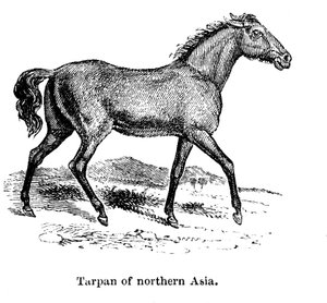 Tarpan, 1850 - Unbekannt