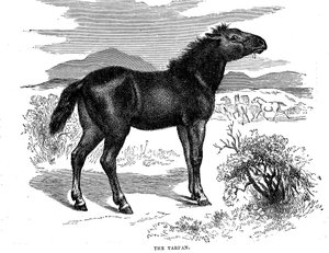 Tarpan, 1884 - Unbekannt