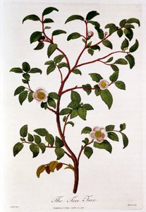 Thé : branche de Camellia sinensis, 1798 - Unbekannt