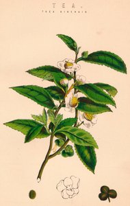Thé, 19ème siècle - Unbekannt
