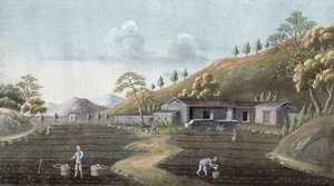 Plantation de thé, Chine, XIXe siècle - Unbekannt