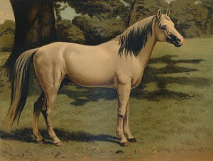 Le poney arabe du général Sir Hope Grant, vers 1879 - Unbekannt