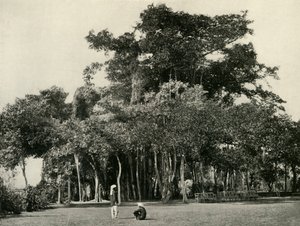 Le Banian, Barrackpore - Unbekannt