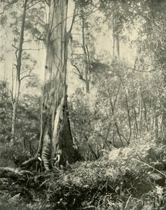 Le Baron, un arbre remarquable, 1901 - Unbekannt
