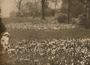 Le tapis de crocus du printemps, vers 1935 - Unbekannt