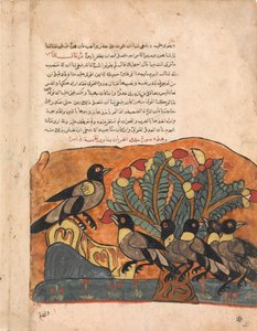 Le roi corbeau consulte ses ministres, Folio d