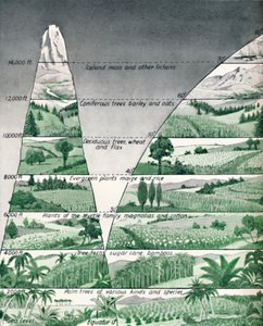 Les différentes zones de végétation, 1935 - Unbekannt