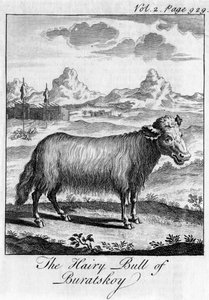 Le Taureau Poilu de Buratskoy, XVIIIe siècle