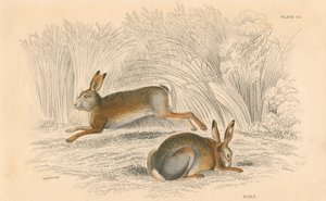 Le Lièvre Lepus europaeus, 1828 - Unbekannt