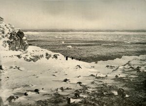 Le dernier des pingouins juste avant leur migration en mars, vers 1908, 1909