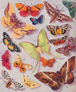 La magnifique coloration de certains papillons de nuit, 1935 - Unbekannt