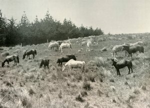 Les Poneys Mandchous sur l